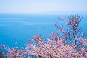 Fototapeta na wymiar 瀬戸内海と桜