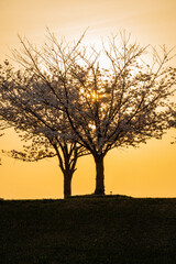 Fototapeta na wymiar キラキラ光る桜の木