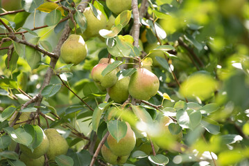 Pears on tree branch with leaves
