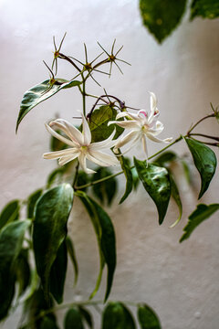 Consuelo