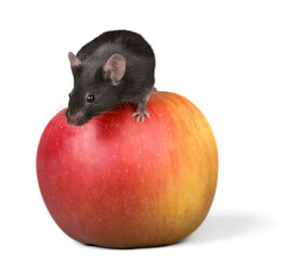 Mouse apple isolated mammal rodent pet animal