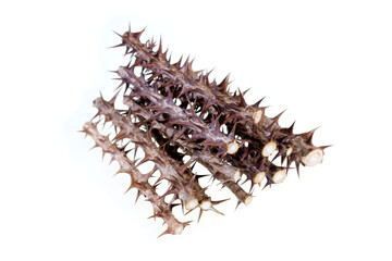 Umnamu herbal ingredients