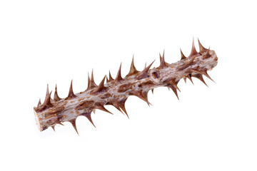 Umnamu herbal ingredients