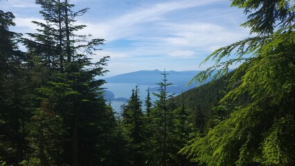 Clouds over the forest