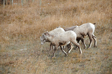 Fototapeta na wymiar Bighorn sheep (Ovis canadensis), Sheep River Provincial Park, Kananaskis Country, Alberta, Canada