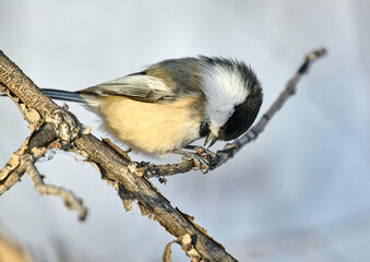 Black-capped chickadee (Poecile atricapillus), Calgary, Carburn Park, Alberta, Canada © PL-Pix