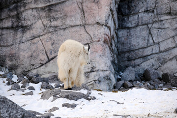 Mountain goat (Oreamnos americanus), Calgary, Calgary Zoo, Alberta, Canada