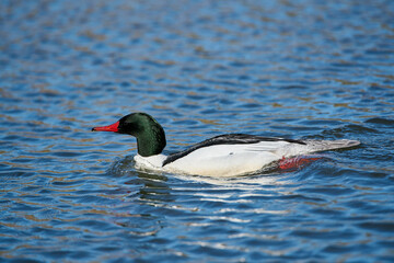 Male Common merganser (Mergus merganser) swimming in beaver pond, Prince’s Island Park, Calgary, Alberta, Canada