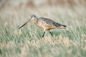 Marbled godwit (Limosa fedoa), Frank Lake, Alberta, Canada