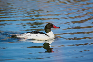 Male Common merganser (Mergus merganser) swimming in beaver pond, Prince’s Island Park, Calgary, Alberta, Canada