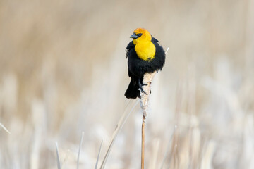 Yellow-headed blackbird (Xanthocephalus xanthocephalus), Frank Lake, Alberta, Canada
