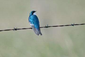 Tree swallow (Tachycineta bicolor), Frank Lake, Alberta, Canada
