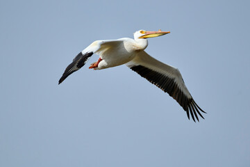 Fototapeta na wymiar American white pelicans (Pelecanus erythrorhynchos) in flight, Frank Lake, Alberta, Canada