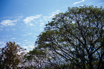 Tree with blue sky background 