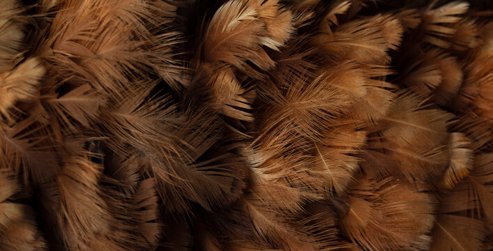 close up of brown feathers as a background, macro photo, texture