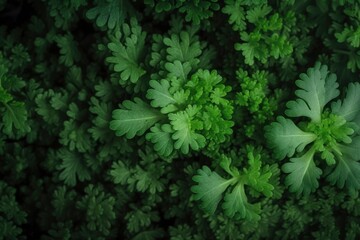 pattern of fresh parsley plant slices background, colorful seamless texture, close up , generative ai