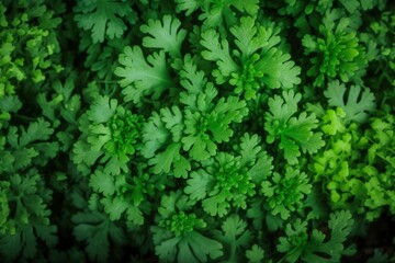 Naklejka na ściany i meble pattern of fresh parsley plant slices background, colorful seamless texture, close up , generative ai