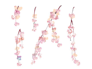 Watercolor style cherry blossom branch (weeping) 1