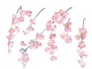 Watercolor style cherry blossom branch (weeping) 2