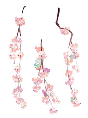 Watercolor style cherry blossom branch (weeping) 3