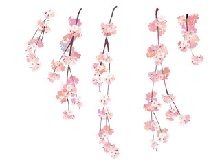 Watercolor style cherry blossom branch (weeping) 4