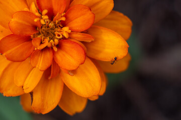 orange flower with ant
