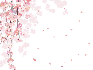 Cherry blossom branch background 6 weeping