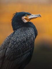 Indian birds - Great cormorant - Phalacrocorax carbo
