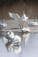川の中洲で大きく翼を広げるコハクチョウ