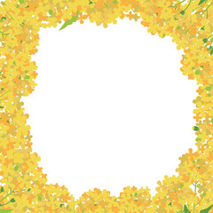 菜の花の輪　白の背景