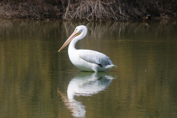 white pelican