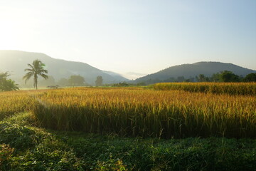 the morning of golden organic rice field in the middle of the valley on a countryside in north of Thailand 