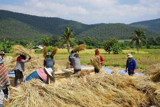 group of people threshing organic rice in the valley in a countryside of Thailand 