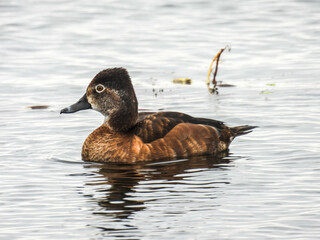 Female ring-necked duck in the Lake Apopka Wildlife Refuge