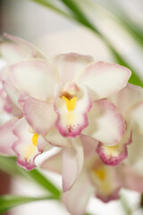 Close-up abstract image of orchid flowers - stock photo. Flower abstract art.