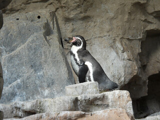 A lone humboldt penguin on a rock