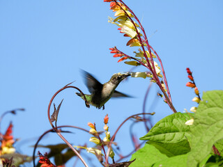 Hummingbird feeding on firecracker flowers in the Missouri Botanical Garden