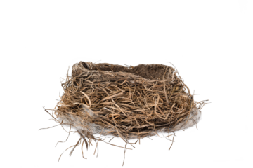 Empty bird nest isolated cutout