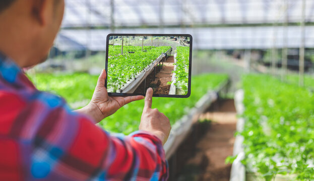 Gardener hands using tablet take photos in fresh parsley farm. Smart agricultural farming concept
