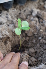 hand planting organic sunflower into the soil 