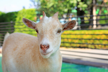 Fototapeta premium Goat at the farm. Portrait of a young Goat.