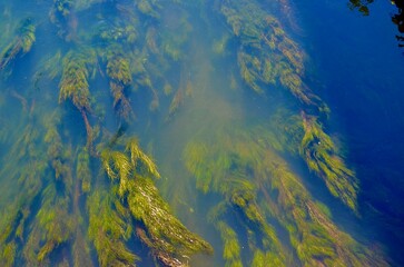 Fototapeta na wymiar Abstract Seaweed in a River