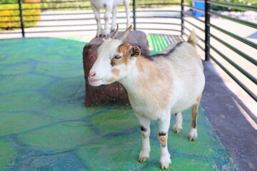 Portrait of a young Goat. Goat at the farm.