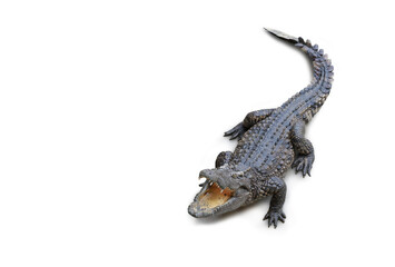 Crocodile isolated on white background. Image with Clipping path.