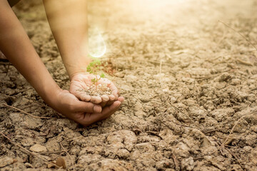 hand touching planting small plants with holographic soil environmental science with new future technology business planning development and conservation protection