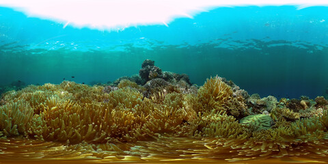 Reef coral scene. Colourful underwater seascape. Beautiful soft coral. Sea coral reef. Philippines. 360 panorama VR