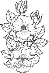 Dortmund rose png.Beautiful flower on transparent background.