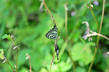 A Common Pierrot butterfly sitting vertically on dry grass stem facing downwards