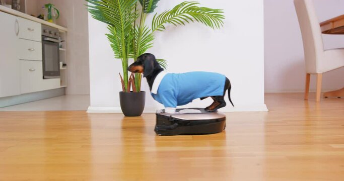 Puppy in blue uniform rides robotic vacuum cleaner through cozy bright apartment in minimalist style. Repair of turnkey, design project ideal dream home, smart home system, apartment cleaning service