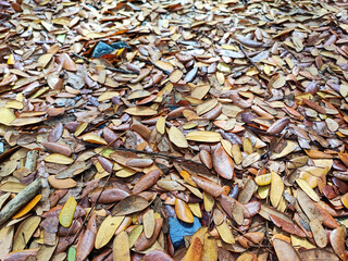 Close up dry small leaf background 